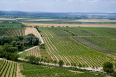 IMGP1619