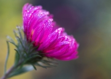 balaz_peter_ranna-sprcha