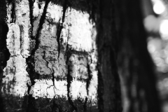 IMG_6399-