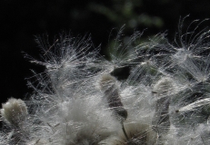 P7235930