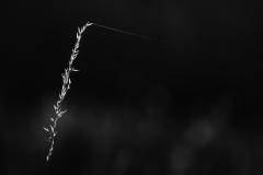 _tomey_05