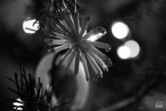 _ZOS SENICA_VANOCE PO STAREM_ 044